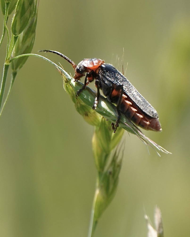 soldier beetle